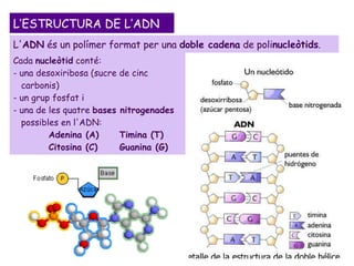 L’ESTRUCTURA DE L’ADN Cada  nucleòtid  conté: - una desoxiribosa (sucre de cinc  carbonis) - un grup fosfat i  - una de les quatre  bases nitrogenades   possibles en l'ADN:  Adenina (A) Timina (T)  Citosina (C) Guanina (G) L' ADN  és un polímer format per una  doble cadena  de poli nucleòtids . 