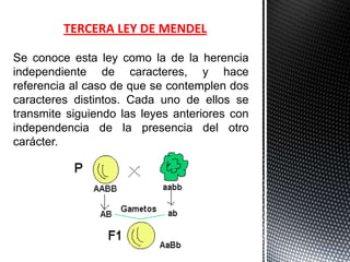 TERCERA LEY DE MENDEL

Se conoce esta ley como la de la herencia
independiente de caracteres, y hace
referencia al caso de que se contemplen dos
caracteres distintos. Cada uno de ellos se
transmite siguiendo las leyes anteriores con
independencia de la presencia del otro
carácter.
 