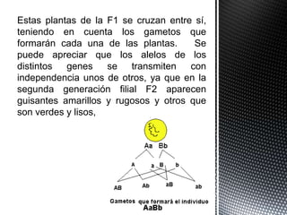 Estas plantas de la F1 se cruzan entre sí,
teniendo en cuenta los gametos que
formarán cada una de las plantas.      Se
puede apreciar que los alelos de los
distintos  genes    se transmiten     con
independencia unos de otros, ya que en la
segunda generación filial F2 aparecen
guisantes amarillos y rugosos y otros que
son verdes y lisos,
 