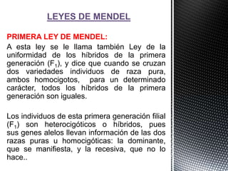 LEYES DE MENDEL

PRIMERA LEY DE MENDEL:
A esta ley se le llama también Ley de la
uniformidad de los híbridos de la primera
generación (F1), y dice que cuando se cruzan
dos variedades individuos de raza pura,
ambos homocigotos, para un determinado
carácter, todos los híbridos de la primera
generación son iguales.

Los individuos de esta primera generación filial
(F1) son heterocigóticos o híbridos, pues
sus genes alelos llevan información de las dos
razas puras u homocigóticas: la dominante,
que se manifiesta, y la recesiva, que no lo
hace..
 