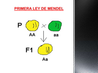 PRIMERA LEY DE MENDEL
 