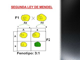 SEGUNDA LEY DE MENDEL
 