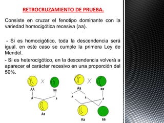 RETROCRUZAMIENTO DE PRUEBA.
Consiste en cruzar el fenotipo dominante con la
variedad homocigótica recesiva (aa).

 - Si es homocigótico, toda la descendencia será
igual, en este caso se cumple la primera Ley de
Mendel.
- Si es heterocigótico, en la descendencia volverá a
aparecer el carácter recesivo en una proporción del
50%.
 