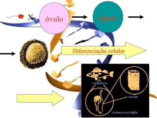 X   óvulo             zigoto



            Diferenciação celular
 