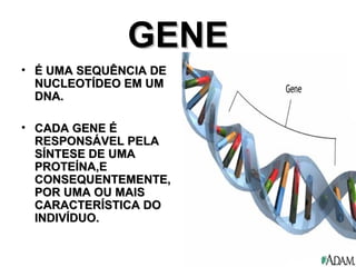 GENE
• É UMA SEQUÊNCIA DE
  NUCLEOTÍDEO EM UM
  DNA.

• CADA GENE É
  RESPONSÁVEL PELA
  SÍNTESE DE UMA
  PROTEÍNA,E
  CONSEQUENTEMENTE,
  POR UMA OU MAIS
  CARACTERÍSTICA DO
  INDIVÍDUO.
 