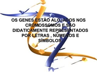 OS GENES ESTÃO ALOJADOS NOS
     CROMOSSOMOS E SÃO
DIDATICAMENTE REPRESENTADOS
    POR LETRAS , NÚMEROS E
          SÍMBOLOS.
          SÍMBOLOS
 