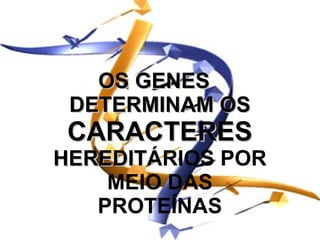 OS GENES
 DETERMINAM OS
 CARACTERES
HEREDITÁRIOS POR
HEREDIT
    MEIO DAS
   PROTEÍNAS
 