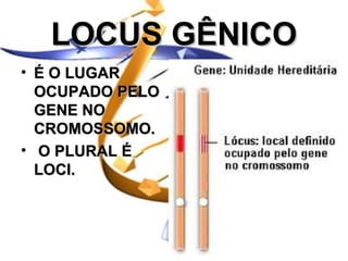 LOCUS GÊNICO
• É O LUGAR
  OCUPADO PELO
  GENE NO
  CROMOSSOMO.
• O PLURAL É
  LOCI.
 