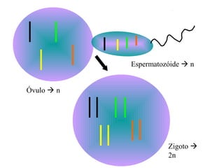 Espermatozóide  n


Óvulo  n




                      Zigoto 
                      2n
 