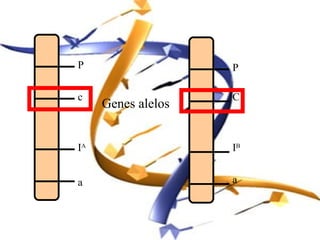 P                   P

c                   C
     Genes alelos


IA                  IB


a                   a
 