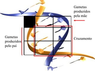 Gametas
             produzidos
             pela mãe




Gametas      Cruzamento
produzidos
pelo pai
 