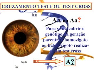 CRUZAMENTO TESTE OU TEST CROSS


                  AA ou Aa?
               Para se descobrir o
               genótipo da geração
              parental é homozigoto
             ou heterozigoto realiza-
                 se um test cross

                         A?
 
