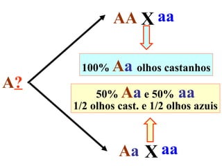 AA X aa

      100% Aa olhos castanhos
A?
          50% Aa e 50% aa
     1/2 olhos cast. e 1/2 olhos azuis



               Aa X aa
 