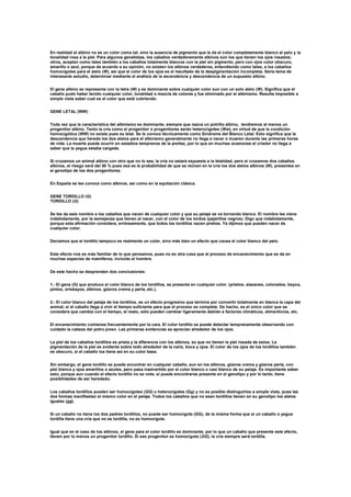 En realidad el albino no es un color como tal, sino la ausencia de pigmento que le da el color completamente blanco al pelo y la
tonalidad rosa a la piel. Para algunos genetistas, los caballos verdaderamente albinos son los que tienen los ojos rosados;
otros, aceptan como tales también a los caballos totalmente blancos con la piel sin pigmento, pero con ojos color obscuro,
amarillo o azul, porque de acuerdo a su opinión, no existen los albinos verdaderos, entendiendo como tales, a los caballos
homocigotes para el alelo (W), así que el color de los ojos es el resultado de la despigmentación incompleta. Seria tema de
interesante estudio, determinar mediante el análisis de la ascendencia y descendencia de un supuesto albino.
El gene albino se representa con la letra (W) y es dominante sobre cualquier color aun con un solo alelo (W). Significa que el
caballo pudo haber tenido cualquier color, tonalidad o mezcla de colores y fue eliminado por el albinismo. Resulta imposible a
simple vista saber cual es el color que está cubriendo.
GENE LETAL (WW)
Toda vez que la característica del albinismo es dominante, siempre que nazca un potrillo albino, tendremos al menos un
progenitor albino. Tanto la cría como el progenitor o progenitores serán heterocigotes (Ww), en virtud de que la condición
homocigótica (WW) no existe pues es letal. Se le conoce técnicamente como Síndrome del Blanco Letal. Esto significa que la
descendencia que hereda los dos alelos para el albinismo generalmente no llega a nacer o mueren durante las primeras horas
de vida. La muerte puede ocurrir en estadios tempranos de la preñez, por lo que en muchas ocasiones el criador no llega a
saber que la yegua estaba cargada.
Si cruzamos un animal albino con otro que no lo sea, la cría no estará expuesta a la letalidad, pero si cruzamos dos caballos
albinos, el riesgo será del 50 % pues esa es la probabilidad de que se reúnan en la cría los dos alelos albinos (W), presentes en
el genotipo de los dos progenitores.
En España se les conoce como albinos, así como en la equitación clásica.
GENE TORDILLO (G)
TORDILLO (G)
Se les da este nombre a los caballos que nacen de cualquier color y que su pelaje se va tornando blanco. El nombre les viene
indebidamente, por la semejanza que tienen al nacer, con el color de los tordos (pajarillos negros). Digo que indebidamente,
porque esta afirmación considera, erróneamente, que todos los tordillos nacen prietos. Ya dijimos que pueden nacer de
cualquier color.
Decíamos que el tordillo tampoco es realmente un color, sino más bien un efecto que causa el color blanco del pelo.
Este efecto nos es más familiar de lo que pensamos, pues no es otra cosa que el proceso de encanecimiento que se da en
muchas especies de mamíferos, incluido el hombre.
De este hecho se desprenden dos conclusiones:
1.- El gene (G) que produce el color blanco de los tordillos, se presenta en cualquier color. (prietos, alazanes, colorados, bayos,
pintos, orisbayos, albinos, güeros crema y perla, etc.).
2.- El color blanco del pelaje de los tordillos, es un efecto progresivo que termina por convertir totalmente en blanca la capa del
animal, si el caballo llega a vivir el tiempo suficiente para que el proceso se complete. De hacho, es el único color que se
considera que cambia con el tiempo, el resto, sólo pueden cambiar ligeramente debido a factores climáticos, alimenticios, etc.
El encanecimiento comienza frecuentemente por la cara. El color tordillo se puede detectar tempranamente observando con
cuidado la cabeza del potro joven. Las primeras evidencias se aprecian alrededor de los ojos.
La piel de los caballos tordillos es prieta y la diferencia con los albinos, es que no tienen la piel rosada de estos. La
pigmentación de la piel es evidente sobre todo alrededor de la nariz, boca y ojos. El color de los ojos de los tordillos también
es obscuro, si el caballo los tiene así en su color base.
Sin embargo, el gene tordillo se puede encontrar en cualquier caballo, aun en los albinos, güeros crema y güeros perla, con
piel blanca y ojos amarillos o azules, pero pasa inadvertido por el color blanco o casi blanco de su pelaje. Es importante saber
esto, porque aun cuando el efecto tordillo no se note, si puede encontrarse presente en el genotipo y por lo tanto, tiene
posibilidades de ser heredado.
Los caballos tordillos pueden ser homocigotes (GG) o heterocigotes (Gg) y no es posible distinguirlos a simple vista, pues las
dos formas manifiestan el mismo color en el pelaje. Todos los caballos que no sean tordillos tienen en su genotipo los alelos
iguales (gg).
Si un caballo no tiene los dos padres tordillos, no puede ser homocigote (GG), de la misma forma que si un caballo o yegua
tordilla tiene una cría que no es tordilla, no es homocigote.
Igual que en el caso de los albinos, el gene para el color tordillo es dominante, por lo que un caballo que presente este efecto,
tienen por lo menos un progenitor tordillo. Si ese progenitor es homocigote (GG), la cría siempre será tordilla.
 