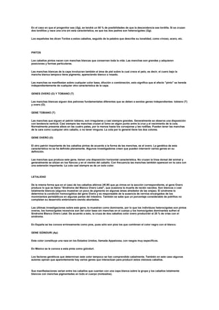 En el caso en que el progenitor sea (Gg), se tendrá un 50 % de posibilidades de que la descendencia sea tordilla. Si se cruzan
dos tordillos y nace una cría sin esta característica, es que los dos padres son heterocigotes (Gg).
Los españoles les dicen Tordos a estos caballos, seguido de la palabra que describe su tonalidad, como vinoso, acero, etc.
PINTOS
Los caballos pintos nacen con manchas blancas que conservan toda la vida. Las manchas son grandes y adquieren
posiciones y formas particulares.
Las manchas blancas de la capa involucran también el área de piel sobre la cual crece el pelo, es decir, el cuero bajo la
mancha blanca tampoco tiene pigmento, apareciendo blanco o rosado.
Las manchas se manifiestan sobre cualquier color base, dilución o combinación, esto significa que el efecto "pinto" se hereda
independientemente de cualquier otra característica de la capa.
GENES OVERO (O) Y TOBIANO (T)
Las manchas blancas siguen dos patrones fundamentales diferentes que se deben a sendos genes independientes: tobiano (T)
y overo (O).
GENE TOBIANO (T)
Las manchas que siguen el patrón tobiano, son irregulares y casi siempre grandes. Generalmente se observa una disposición
con tendencia vertical. Casi siempre las manchas cruzan el lomo en algún punto entre la cruz y el nacimiento de la cola.
Normalmente presenta albos en las cuatro patas, por lo menos hasta los corvejones y las rodillas. Pueden tener las manchas
de la cara como cualquier otro caballo, o no tener ninguna. La cola por lo general tiene los dos colores.
GENE OVERO (O)
El otro patrón importante de los caballos pintos de acuerdo a la forma de las manchas, es el overo. La genética de esta
característica no se ha definido plenamente. Algunos investigadores creen que pueden intervenir varios genes en su
definición.
Las manchas que produce este gene, tienen una disposición horizontal característica. No cruzan la línea dorsal del animal y
generalmente se sitúan en los flancos y en el vientre del caballo. Con frecuencia las manchas también aparecen en la cara con
una extensión importante. La cola casi siempre es de un solo color.
LETALIDAD
De la misma forma que en el caso de los caballos albinos (W,W) que ya vimos en la sección correspondiente, el gene Overo
produce lo que se llama "Síndrome del Blanco Overo Letal", que ocasiona la muerte de recién nacidos. Son blancos o casi
totalmente blancos (algunos muestran un poco de pigmento en algunas áreas alrededor de las orejas). El síndrome lo
determina la condición homocigótica del gene Overo y es responsable de la ausencia de nervios encargados de los
movimientos peristálticos en algunas partes del intestino. También se sabe que un porcentaje considerable de potrillos no
completan su desarrollo embrionario siendo abortados.
Las últimas investigaciones sobre este gene, lo muestran como dominante, por lo que los individuos heterocigotes son pintos
overos, los homocigotes recesivos son del color base sin manchas en el cuerpo y los homocigotes dominantes sufren el
Sindrome Blanco Overo Letal. De acuerdo a esto, la cruza de dos caballos color overo producirán el 25 % de crías con el
síndrome.
En España se les conoce erróneamente como píos, pues sólo son píos los que combinan el color negro con el blanco.
GENE GÜINDURI (Ap)
Este color constituye una raza en los Estados Unidos, llamada Appaloosa, con rasgos muy específicos.
En México se le conoce a esta pinta como güinduri.
Los factores genéticos que determinan este color tampoco se han comprendido cabalmente. También en este caso algunos
autores opinan que aparentemente hay varios genes que interactúan para producir estos vistosos caballos.
Sus manifestaciones varían entre los caballos que cuentan con una capa blanca sobre la grupa y los caballos totalmente
blancos con manchas pigmentadas en todo el cuerpo (moteados).
 