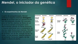 Mendel, o iniciador da genética
 Os experimentos de Mendel
A partir da autopolinização, Mendel
produziu e separou diversas linhagens
puras de ervilhas para as características
que ele pretendia estudar. Por exemplo,
para cor de flor, plantas de flores de cor
de púrpura sempre produziam como
descendentes plantas de flores púrpuras,
o mesmo ocorrendo com o cruzamento de
plantas cujas flores eram brancas. Mendel
estudou sete características nas plantas
de ervilhas: cor da flor, posição da flor no
caule, cor da semente, aspecto externo
da semente, forma da vagem, cor da
vagem e altura da planta.
 