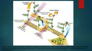 Figura 2: Representação de um dos cruzamentos realizados por Mendel com ervilhas, em que foram cruzadas linhagens puras de sementes
amarelas com linhagens de sementes verdes (geração P). Na geração F2 são produzidas ervilhas amarelas e verdes aproximadamente em
uma proporção 3:1.
 