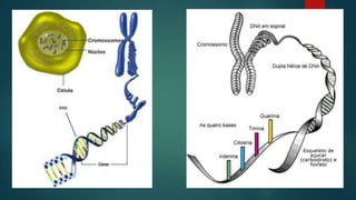 Crossing over
 A troca de genes entre cromossomos homólogos é conhecida
como crossing over. Esta troca de material genéti...