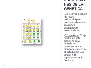 SUBDIVISIO
NES DE LA
GENÉTICA
•Clásica: Se basa en
las leyes
de Mendel para
predecir la herencia
de ciertos
caracteres o
enfermedades.
•Citogenética: El eje
central de esta
disciplina es el
estudio del
cromosoma y su
dinámica, así como
el estudio del ciclo
celular y su
repercusión en la
herencia.
 