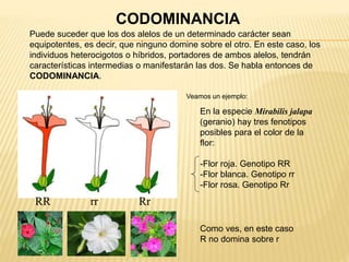 Codominante Genética: principios básicos para la enseñanza secundaria | PPTX