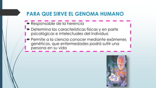PARA QUE SIRVE EL GENOMA HUMANO
 Responsable de la herencia
 Determina las características físicas y en parte
psicológicas e intelectuales del individuo
 Permite a la ciencia conocer mediante exámenes
genéticos, que enfermedades podrá sufrir una
persona en su vida
 