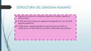 ESTRUCTURA DEL GENOMA HUMANO
 El genoma humano se clasifica en genoma nuclear y genoma
mitocondrial.
 El 70% del ADN nuclear son regiones extrageneticas y el otro 30 %
regiones genéticas.
 El 90% de las regiones genéticas esta formado por ADN no
codificante y el 10% restante por ADN codificantes de proteínas
 