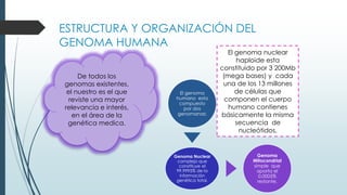 ESTRUCTURA Y ORGANIZACIÓN DEL
GENOMA HUMANA
De todos los
genomas existentes,
el nuestro es el que
reviste una mayor
relevancia e interés,
en el área de la
genética medica.
El genoma
humano esta
compuesto
por dos
genomanas:
Genoma Nuclear
complejo que
constituye el
99.9995% de la
información
genética total.
Genoma
Mitocondrial
simple que
aporta el
0.0005%
restante.
El genoma nuclear
haploide esta
constituido por 3 200Mb
(mega bases) y cada
una de los 13 millones
de células que
componen el cuerpo
humano contienes
básicamente la misma
secuencia de
nucleótidos.
 