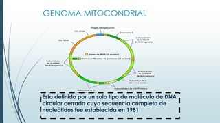 GENOMA MITOCONDRIAL
Esta definido por un solo tipo de molécula de DNA
circular cerrada cuya secuencia completa de
nucleótidos fue establecida en 1981
 