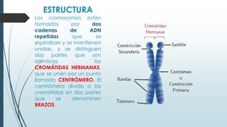ESTRUCTURA
Los cromosomas están
formados por dos
cadenas de ADN
repetidas que se
espiralizan y se mantienen
unidas, y se distinguen
dos partes que son
idénticas las
CROMÁTIDAS HERMANAS,
que se unen por un punto
llamado CENTRÓMERO. El
centrómero divide a las
cromátidas en dos partes
que se denominan
BRAZOS.
 