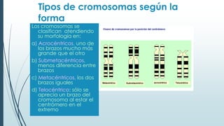 Los cromosomas se
clasifican atendiendo
su morfología en:
a) Acrocéntricos, uno de
los brazos mucho más
grande que el otro
b) Submetacéntricos,
menos diferencia entre
brazos
c) Metacéntricos, los dos
brazos iguales
d) Telocéntrico: sólo se
aprecia un brazo del
cromosoma al estar el
centrómero en el
extremo
Tipos de cromosomas según la
forma
 