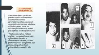•Las alteraciones genéticas
pueden producirse también a
escala cromosómica
(cromosomopatías), causando
severos trastornos que afectan a
múltiples genes y que en
muchas ocasiones son letales
provocando abortos prematuros.
•Algunos ejemplos: Retraso
mental y retraso del desarrollo;
Alteraciones faciales y
anomalías en cabeza y cuello;
Malformaciones congénitas, con
afectación preferente de
extremidades, corazón, etc.
ALTERACIONES
CROMOSÓMICAS
 