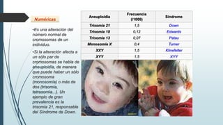 •Es una alteración del
número normal de
cromosomas de un
individuo.
•Si la alteración afecta a
un sólo par de
cromosomas se habla de
aneuploidía, de manera
que puede haber un sólo
cromosoma
(monosomía) o más de
dos (trisomía,
tetrasomía...). Un
ejemplo de gran
prevalencia es la
trisomía 21, responsable
del Síndrome de Down.
Numéricas
Aneuploidía
Frecuencia
(/1000)
Síndrome
Trisomía 21 1,5 Down
Trisomía 18 0,12 Edwards
Trisomía 13 0,07 Patau
Monosomía X 0,4 Turner
XXY 1,5 Klinefelter
XYY 1,5 XYY
 