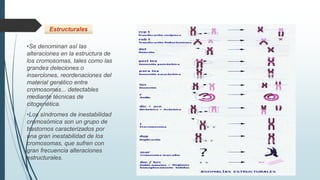 •Se denominan así las
alteraciones en la estructura de
los cromosomas, tales como las
grandes deleciones o
inserciones, reordenaciones del
material genético entre
cromosomas... detectables
mediante técnicas de
citogenética.
•Los síndromes de inestabilidad
cromosómica son un grupo de
trastornos caracterizados por
una gran inestabilidad de los
cromosomas, que sufren con
gran frecuencia alteraciones
estructurales.
Estructurales
 
