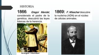1866: Gregor Mendel,
considerado el padre de la
genética, descubrió las leyes
básicas de la herencia.
HISTORIA
1869: F. Míescher descubre
la nucleína (ADN) en el núcleo
de células animales.
 