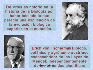 De Vries es notorio en la
historia de la Biología por
haber iniciado lo que
parecía una explicación de
la evolución biológica
superior en la mutación.
Erich von Tschermak Biólogo,
botánico y agrónomo austríaco
codescubridor de las Leyes de
Mendel; independientemente
de los otros dos científicosMiguel A. Castro R.
 