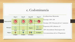 c. Codominancia
Se utilizan letras Mayúsculas
Genotipo: 100% AB
Fenotipo: 100% Presencia de los 2 caracteres
Proporción 100% diferente a P
100% descendientes Heterocigotos (ht)
Con características de los 2 Progenitores
Flores Rojas
 