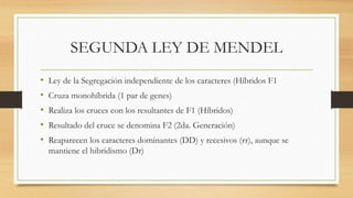 SEGUNDA LEY DE MENDEL
• Ley de la Segregación independiente de los caracteres (Híbridos F1
• Cruza monohíbrida (1 par de genes)
• Realiza los cruces con los resultantes de F1 (Híbridos)
• Resultado del cruce se denomina F2 (2da. Generación)
• Reaparecen los caracteres dominantes (DD) y recesivos (rr), aunque se
mantiene el hibridismo (Dr)
 