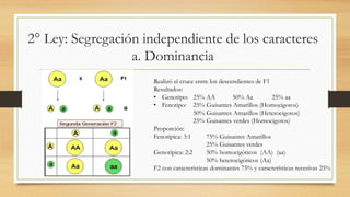 2° Ley: Segregación independiente de los caracteres
a. Dominancia
Realizó el cruce entre los descendientes de F1
Resultados:
• Genotipo: 25% AA 50% Aa 25% aa
• Fenotipo: 25% Guisantes Amarillos (Homocigotos)
50% Guisantes Amarillos (Heterocigotos)
25% Guisantes verdes (Homocigotos)
Proporción:
Fenotípica: 3:1 75% Guisantes Amarillos
25% Guisantes verdes
Genotípica: 2:2 50% homocigóticos (AA) (aa)
50% heterocigóticos (Aa)
F2 con características dominantes 75% y características recesivas 25%
 