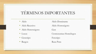 TÉRMINOS IMPORTANTES
• Alelo Alelo Dominante
• Alelo Recesivo Alelo Homocigoto
• Alelo Heterocigoto Gen
• Locus Cromosomas Homólogos
• Genotipo Fenotipo
• Rasgos Raza Pura
 