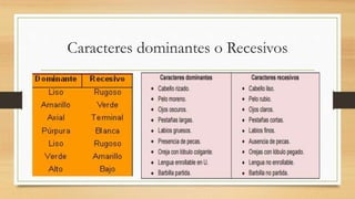 Caracteres dominantes o Recesivos
 