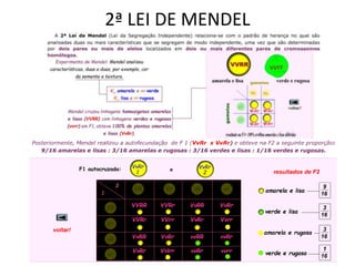 2ª LEI DE MENDEL
 