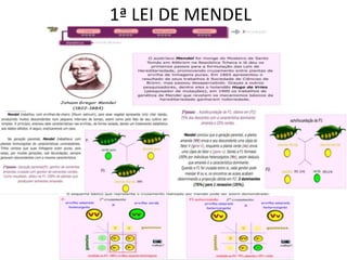 1ª LEI DE MENDEL
 