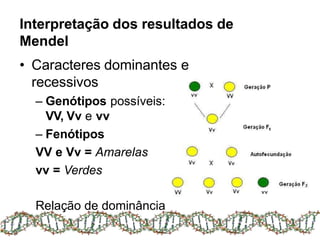 Interpretação dos resultados de
Mendel
• Caracteres dominantes e
recessivos
– Genótipos possíveis:
VV, Vv e vv
– Fenótipos
VV e Vv = Amarelas
vv = Verdes
Relação de dominância
 