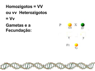 Homozigotos = VV
ou vv Heterozigotos
= Vv
Gametas e a
Fecundação:
 
