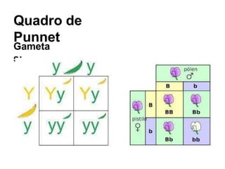 Quadro de
Punnet
Gameta
s:
 