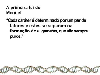 A primeira lei de
Mendel:
“Cadacaráter é determinado porumpar de
fatores e estes se separam na
formação dos gametas,quesãosempre
puros.”
 