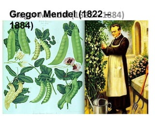 Gregor Mendel (1822 –
1884)
 