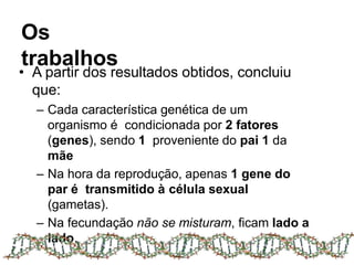 Os
trabalhos
• A partir dos resultados obtidos, concluiu
que:
– Cada característica genética de um
organismo é condicionada por 2 fatores
(genes), sendo 1 proveniente do pai 1 da
mãe
– Na hora da reprodução, apenas 1 gene do
par é transmitido à célula sexual
(gametas).
– Na fecundação não se misturam, ficam lado a
lado.
 