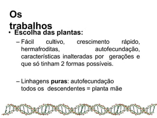 Os
trabalhos
• Escolha das plantas:
– Fácil cultivo, crescimento rápido,
hermafroditas, autofecundação,
características inalteradas por gerações e
que só tinham 2 formas possíveis.
– Linhagens puras: autofecundação
todos os descendentes = planta mãe
 
