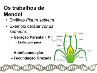 • Ervilhas Pisum sativum
• Exemplo caráter cor da
semente:
– Geração Parental ( P )
• Linhagem pura
– Autofecundação
– Fecundação Cruzada
Os trabalhos de
Mendel
 